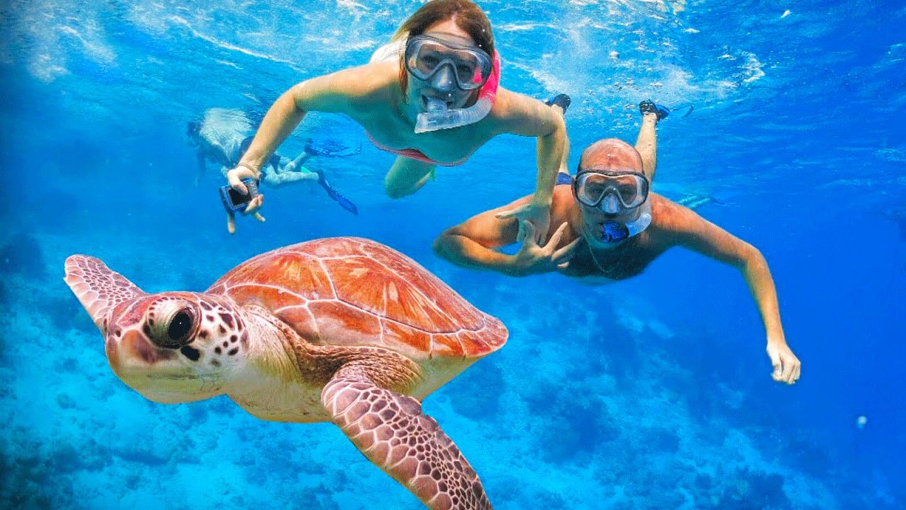 Swim with the Sea Turtles in St Martin